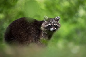 ~ Skeptischer Blick ~