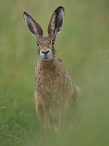 Feldhase im Portrait