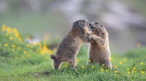 Du hast doch zuerst geschubbst !!!