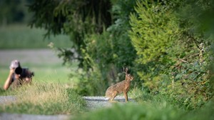 Feldhase im Sandwich
