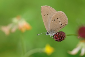 Maculinea nausithous