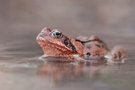 Eine Grasfröschin....