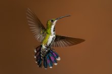 Balett Beim Sonnenuntergang