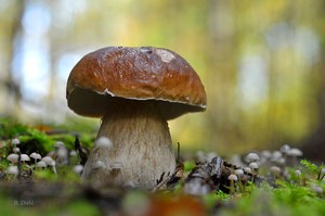 Auf Motivsuche im Herbstwald