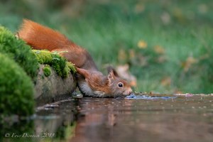 Ich muss sie haben....