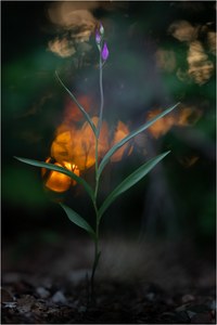 Rotes Waldvöglein (Cephalanthera rubra)