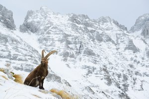 Ein König in seinem Reich