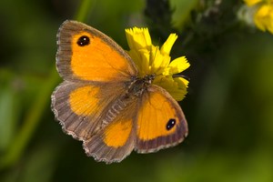 Rotbraunes Ochsenauge