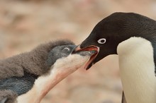 Adelie füttert sein Küken