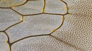 Der Flügel einer Hummel