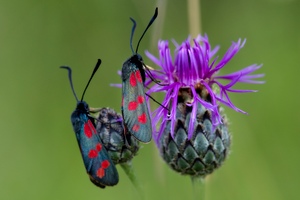 Das Gemeine Widderchen..