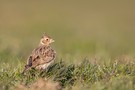 Feldlerche