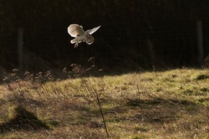 Die Jagd im ersten Morgenlicht