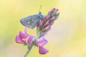 Hauhechel in der ersten Morgensonne