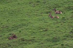 Dieses nasse Wetter macht müde !