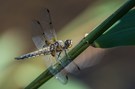 Vierfleck Libelle