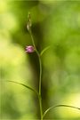 Rotes Waldvögelein (Cephalanthera rubra)