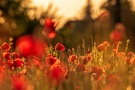 Das Mohnfeld
