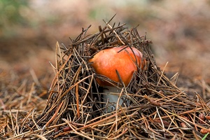 Ich will was sehen !