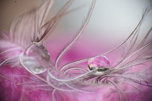 Federchen  und Tropfen