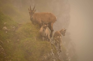 Steingeiss und Kitze im Nebel (bzw. in den Wolken)