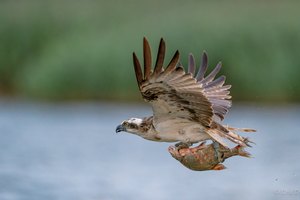 Fischadler Im Vorbeiflug