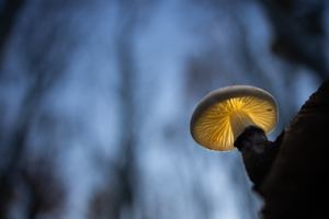 Buchen-Schleimrübling