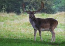 *Damhirsch*
