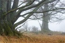 Baumriesen im Nebel
