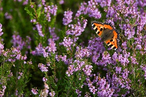 Kleiner Fuchs auf Besenheide