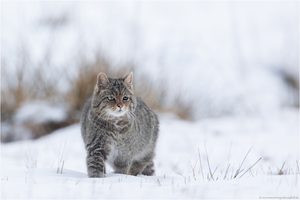 ~ Eine alte Bekannte ~