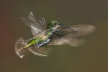 Schatten-Tanz einer Dame