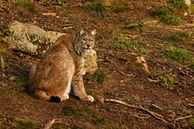 Ranzzeit I (Luchs captive)