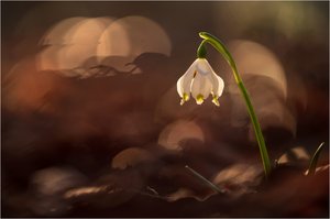 Hab auch ein Blümchen :-)