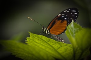 Heliconius ismenius, Tiger-Passionsfalter