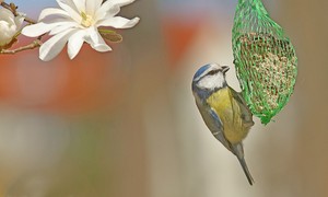 Der  Winter ist vergangen....