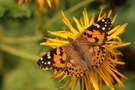 Distelfalter
