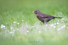 Mrs Blackbird