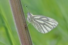 Pieris napi