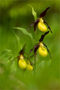 Audienz bei Ihrer Majestät!