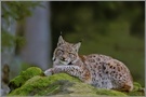Luchs (Lynx lynx)