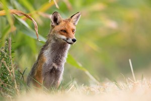 ~ An der Feldkante ~