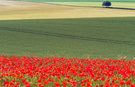 Mohn und Linien