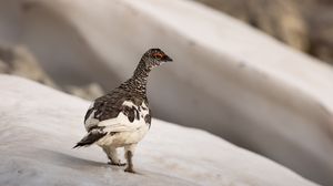 Ein Tag wie in alle wünschen