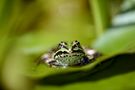 Teichfrosch auf Seerose