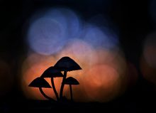 „lichtbeflüstert“