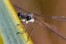 Kleine Binsenjungfer (Lestes virens)