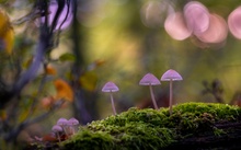 Wenn die Nacht anbricht