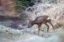 Erster Reif im Märchenwald