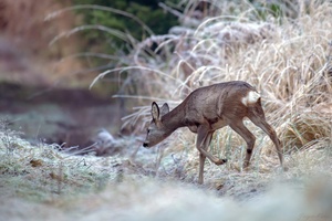 Erster Reif im Märchenwald